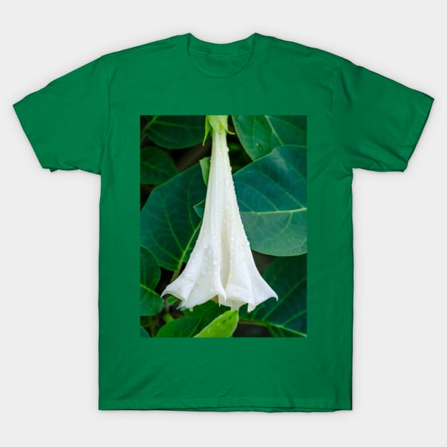 Shy Datura Flower Photograph. T-Shirt by love-fi